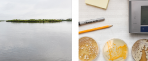 Place photo and process photos to add to collage. The Place photo is of a large body of water with the horizon broken by coastal islands. The process photo is of petri dishes showing the results of lab tests.